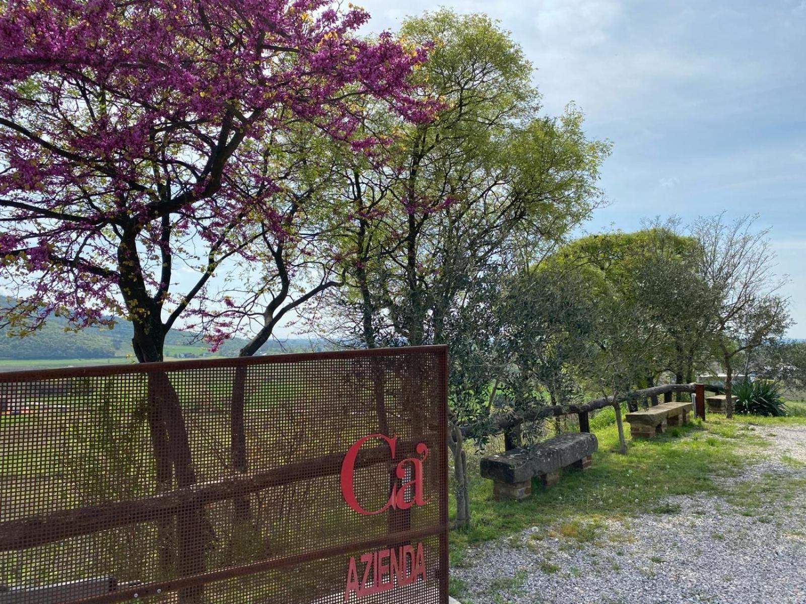 Azienda Agricola Ca' Lunga Cinto Euganeo Exterior foto