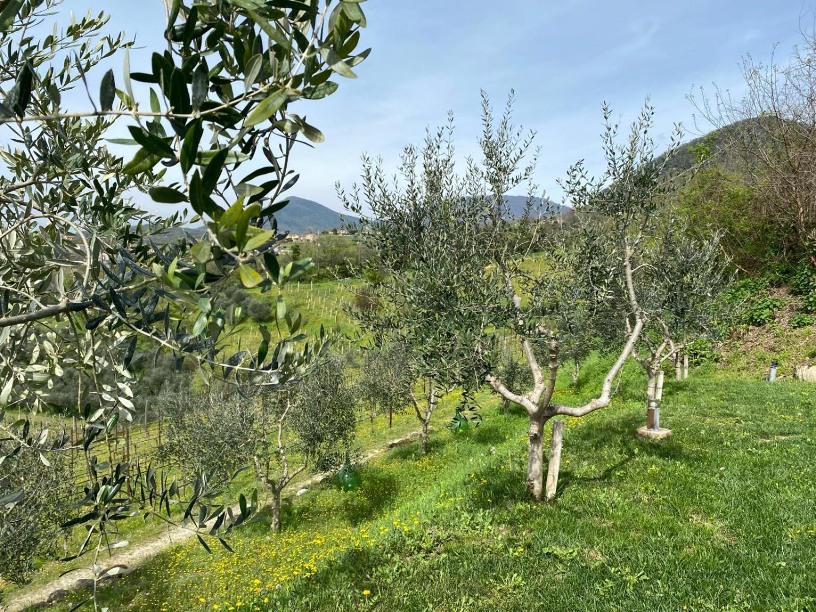 Azienda Agricola Ca' Lunga Cinto Euganeo Exterior foto